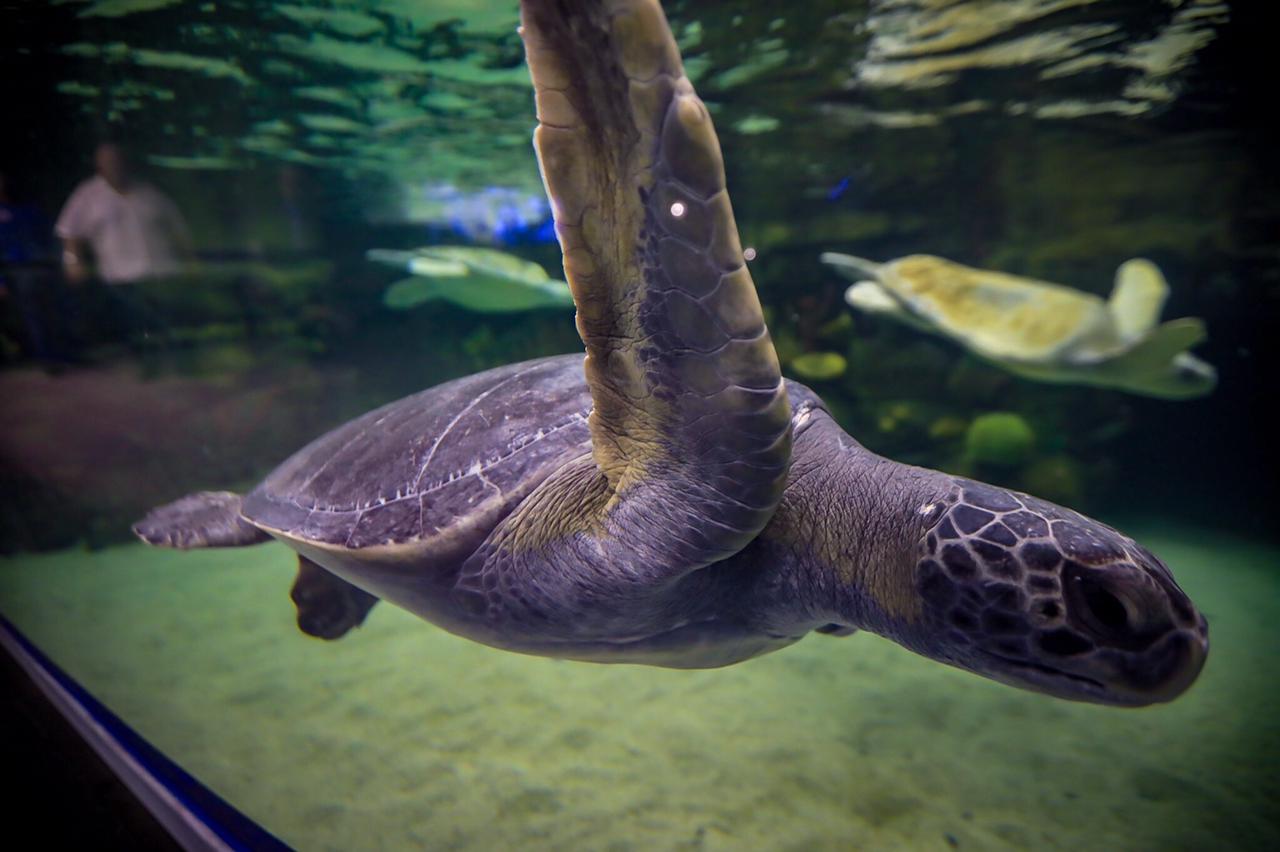 Inauguran el Gran Acuario de Mazatlán - Ariel Food & Travel