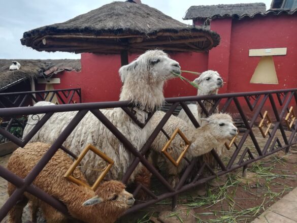 Las llamas y alpaca animales característicos de Perú.